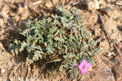 Erodium acaule