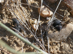 Calliphora vomitoria