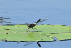 Leucorrhinia caudalis