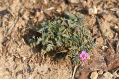 Erodium acaule