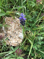 Muscari inconstrictum