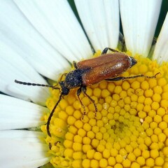 Pseudovadonia livida