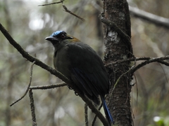 Momotus aequatorialis aequatorialis