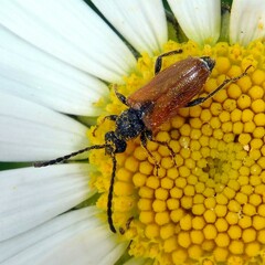 Pseudovadonia livida