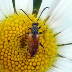 Pseudovadonia livida