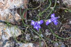 Moraea sisyrinchium