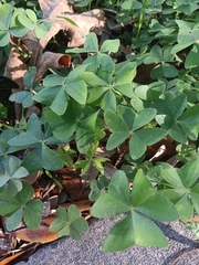 Oxalis latifolia