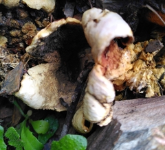 Scleroderma polyrhizum