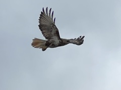 Buteo trizonatus