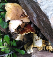 Scleroderma polyrhizum