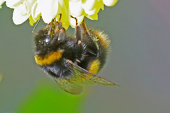Bombus terrestris audax