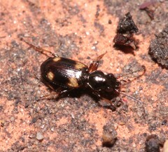 Bembidion quadripustulatum