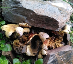 Scleroderma polyrhizum