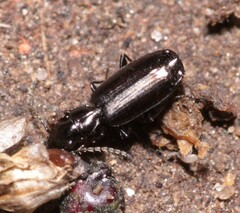 Microlestes