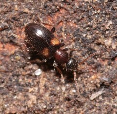 Hirticomus hispidus