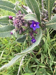 Anchusa strigosa