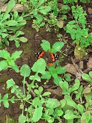 Vanessa vulcania