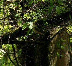 Phylloscopus sibilatrix