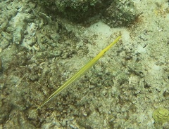 Aulostomus maculatus