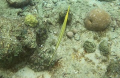 Aulostomus maculatus