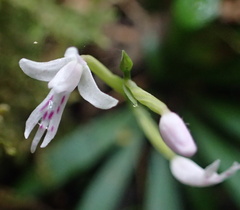 Stenoglottis fimbriata