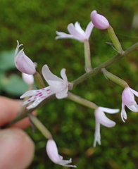 Stenoglottis fimbriata