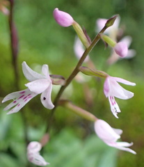 Stenoglottis fimbriata