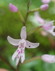 Stenoglottis fimbriata