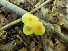 Hygrocybe parvula