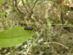 Pyractonema