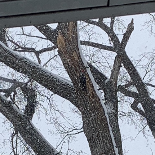 Pileated Woodpecker photographed in North Dakota