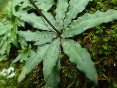 Stenoglottis fimbriata