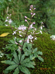 Stenoglottis fimbriata