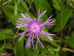Centaurea