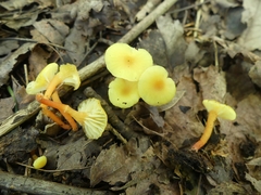 Hygrocybe parvula
