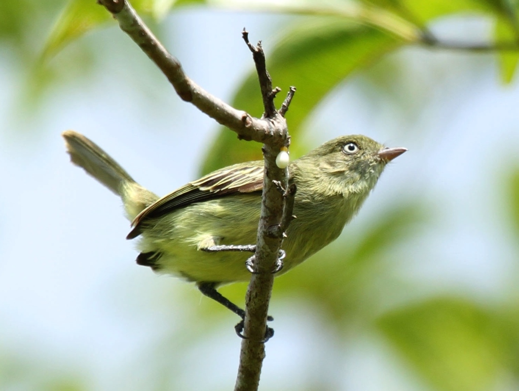 Chico's Tyrannulet photo