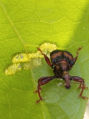Strigapoderus