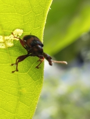 Strigapoderus