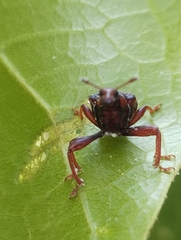 Strigapoderus