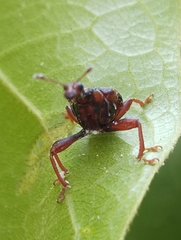 Strigapoderus