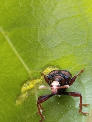 Strigapoderus