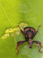 Strigapoderus