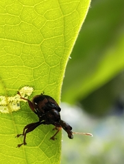 Strigapoderus