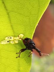 Strigapoderus
