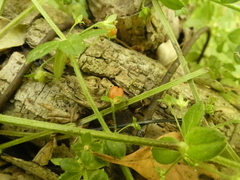 Galium hypocarpium