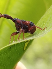 Strigapoderus