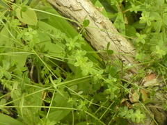 Galium hypocarpium