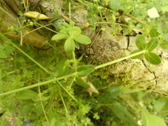 Galium hypocarpium