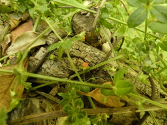 Galium hypocarpium