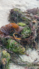 Macrocystis pyrifera